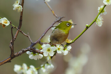 Fototapeta premium Bloom and Bird in Perfect Harmony