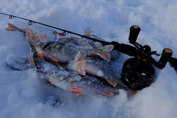 Winter fishing with ice fishing for perch