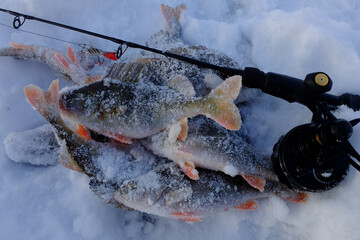 Winter fishing with ice fishing for perch
