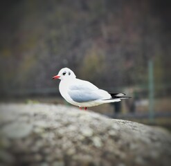 black headed gull