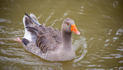 A serene grey goose glides effortlessly across the water's surface, its orange bill a striking accent against the muted tones of the pond.
