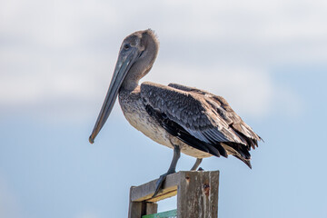 The brown pelican (Pelecanus occidentalis) 