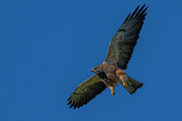 Red-tailed Hawk (Buteo jamaicensis) in Flight