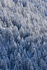 Beatiful vertical wallpaper of snowy forest