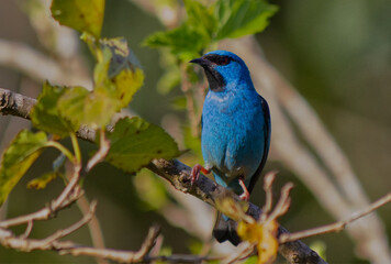 Saí Azul