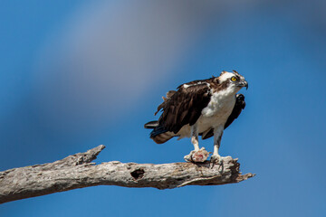 Osprey Perched in Rio Lagartos, Yucatán's Coastal Wilderness