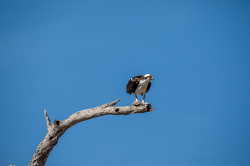 Osprey Perched in Rio Lagartos, Yucatán's Coastal Wilderness