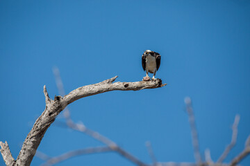 Osprey Perched in Rio Lagartos, Yucatán's Coastal Wilderness