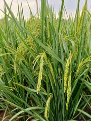 green rice field
