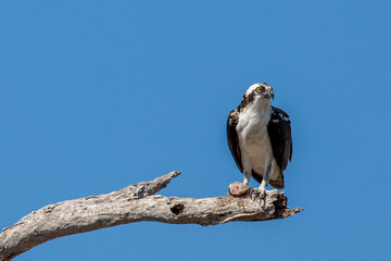 Osprey Perched in Rio Lagartos, Yucatán's Coastal Wilderness