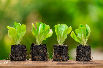 Romaine lettuce seedlings with root systet on wooden table on green spring garden background.Vegetables seedlings. Green vegetables seedlings in the sun.Growing Organic Clean Vegetables.