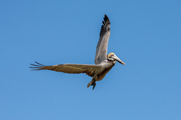 Obraz premium The brown pelican (Pelecanus occidentalis) 