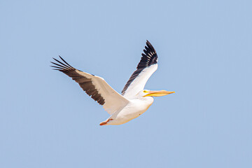 American White Pelican Gliding over Puerto Progreso Waters, Yucatán