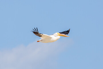 American White Pelican Gliding over Puerto Progreso Waters, Yucatán