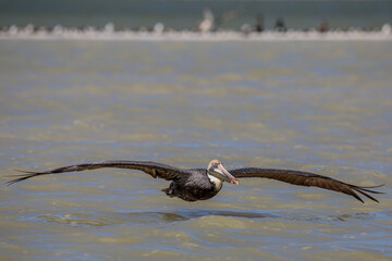 The brown pelican (Pelecanus occidentalis) 