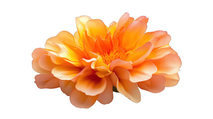 A single orange flower with a yellow center