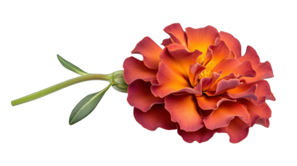 A single orange flower with a green stem