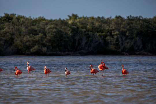 Americano tambi&eacute;n conocido como flamencos caribe&ntilde;os Phoenicopterus ruber en la laguna de Celest&uacute;n y R&iacute;o Lagartos Yucat&aacute;n, M&eacute;xico