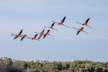 Americano también conocido como flamencos caribeños Phoenicopterus ruber en la laguna de Celestún y Río Lagartos Yucatán, México