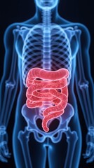 3D X-Ray of Human Digestive System Highlighting Intestines Anatomy Concept