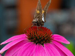 Silver-spotted Skipper butterfly on a Cone Flower