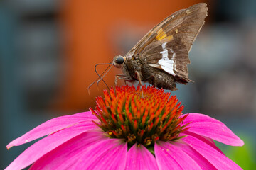 Silver-spotted Skipper butterfly on a Cone Flower