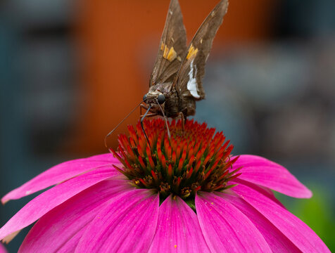 Silver-spotted Skipper butterfly on a Cone Flower - Powered by Adobe