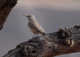 Rock Wren in Dead Horse Ranch State Park, Cottonwood, Arizona, USA