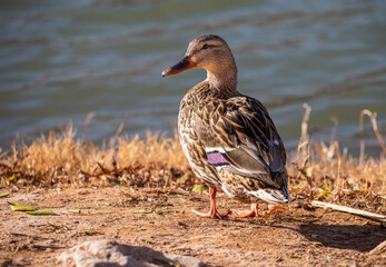 Mallard duck at Dead Horse Ranch State Park, Cottonwood, Arizona, USA