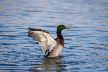 Mallard duck at Dead Horse Ranch State Park, Cottonwood, Arizona, USA