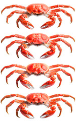 Realistic crab illustration - Transparent background