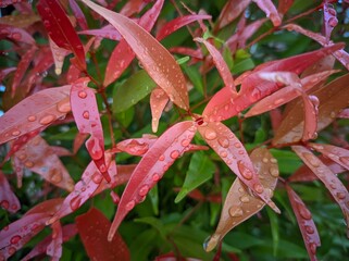 Pucuk merah or daun pucuk merah ( Syzygium myrtifolium ) is a species of plant known as an...