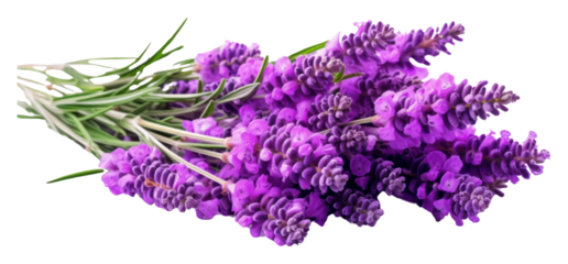 PNG Lavender flowers lavender blossom purple.