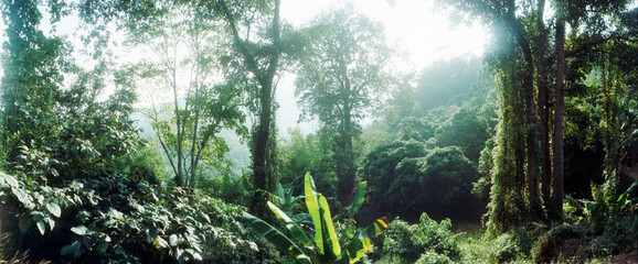 Panoramic view of vegetation in a forest, Chiang Mai Province, Thailand.