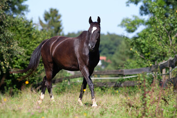 Württemberger Warmblut pferd. Rappe auf der Wiese frei. Deutsches Reitpferd Portrait