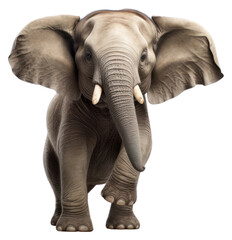Fototapeta premium PNG Happy smiling elephant dancing wildlife animal mammal.