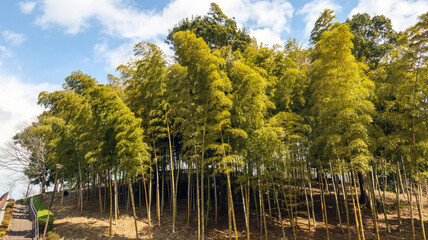 日の当たる竹林