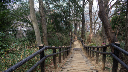 Fototapeta premium 雑木林の中を行く遊歩道