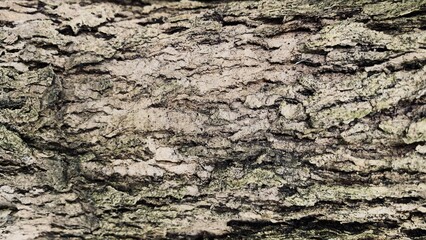 Close up wood texture for Background. Rough wooden skin.