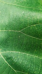 Green Leaf Texture background. Artistic macro leaf texture.