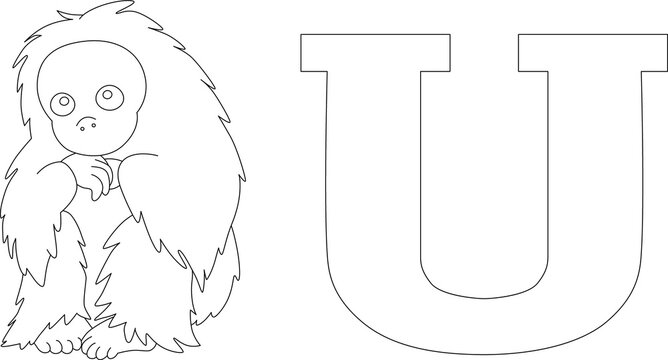 shaggy bald uakari next to the letter U