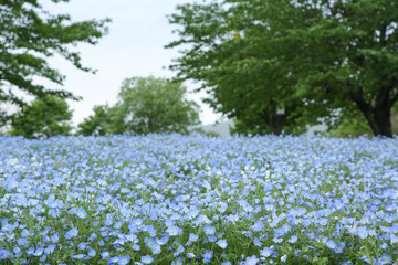 一面に咲き乱れるネモフィラ