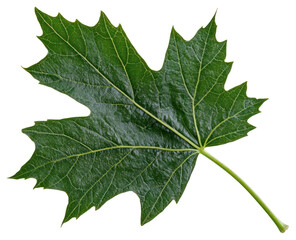PNG Green leaf isolated maple photography.