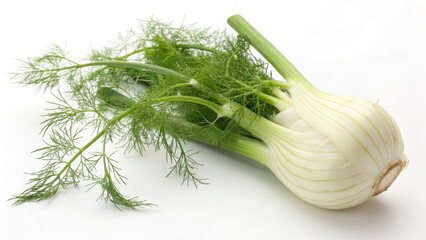 Fennel bulb with feathery green leaves isolated on white background