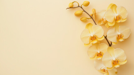 Naklejka premium Pale yellow orchids encased in a minimalist frame, offering a serene and elegant display