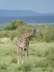 Giraffe bending its neck in the african savanna
