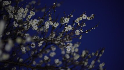 Tokyo, Japan - February 18, 2025:  Blossoms and white ume or Japanese apricot in the night