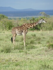 Giraffe grazing in the african savanna with distant mountains