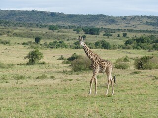 Rothschild giraffe walking in maasai mara national reserve, kenya