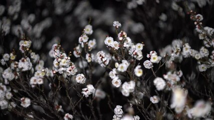 Tokyo, Japan - February 18, 2025:  Blossoms and white ume or Japanese apricot in the night